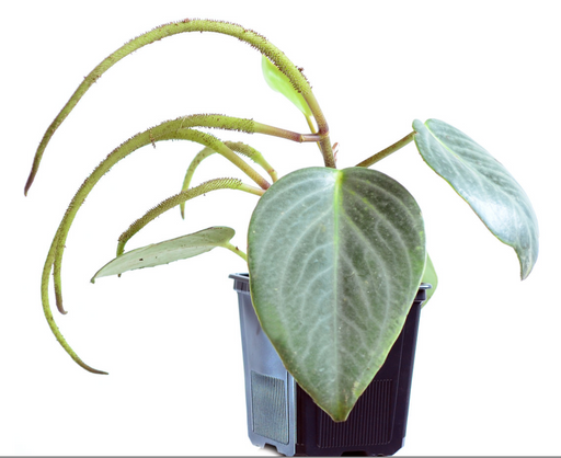 peperomia philodendron Peperomia maculosa — Ecuagenera USA Corp