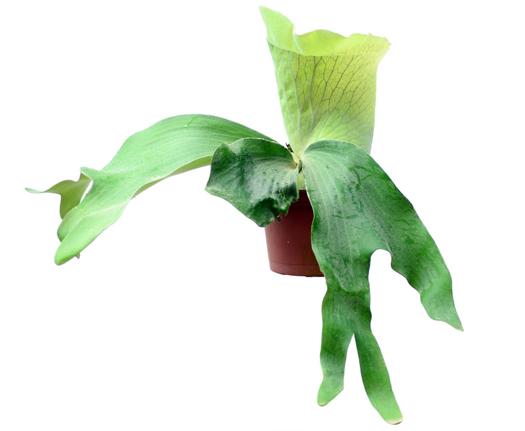 Platycerium andinum (seedling) — Ecuagenera USA Corp