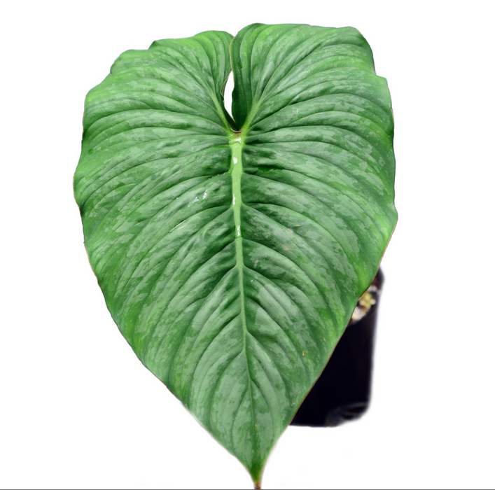 anthurium pastazanum Philodendron pastazanum x Philodendron mamei — Ecuagenera USA Corp
