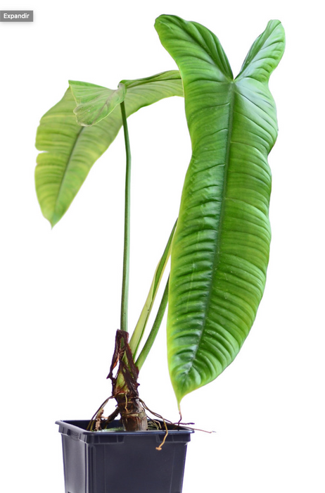 philodendron sharoniae care Philodendron sharoniae Mosquera — Ecuagenera USA Corp