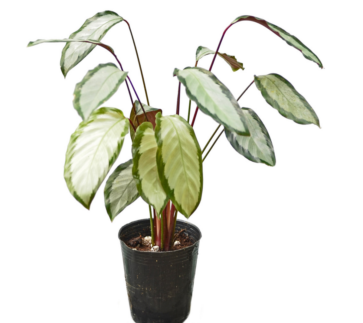 Calathea picturata var. argentea