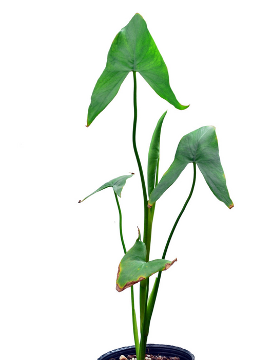 Urospatha sagittifolia aff