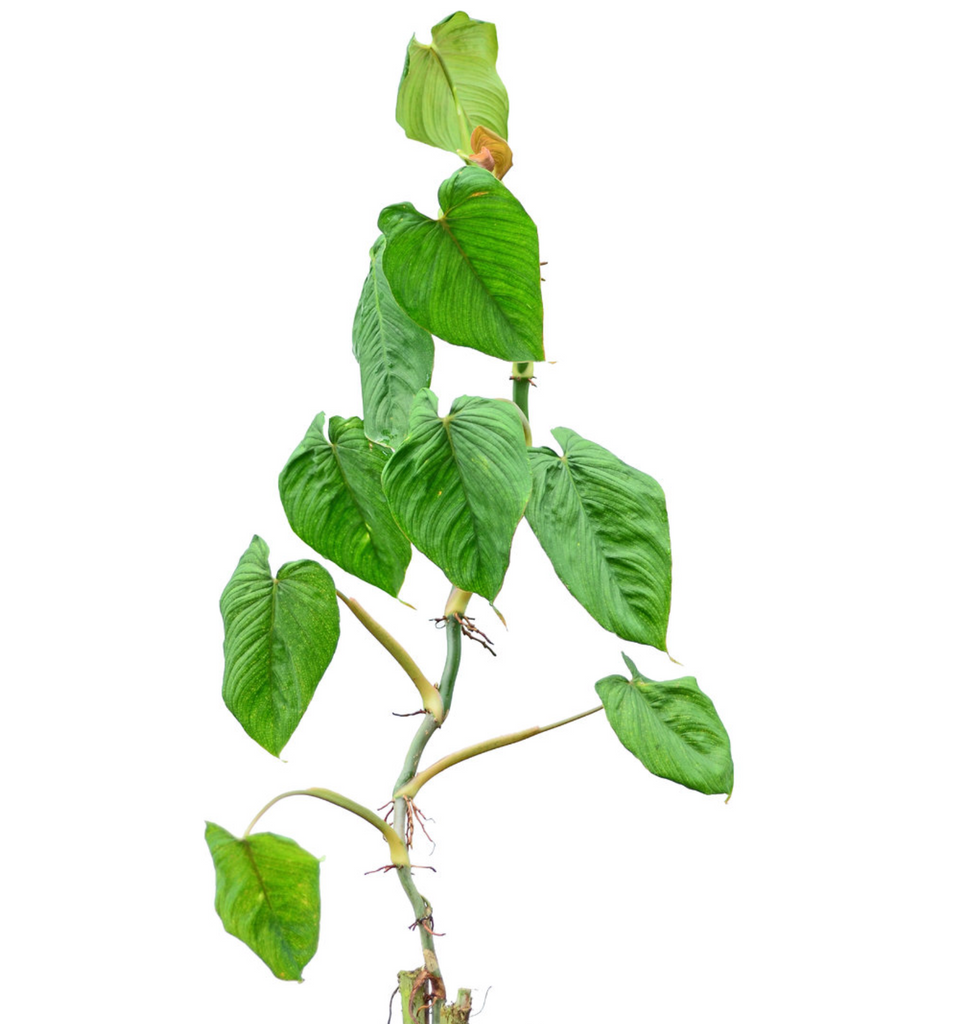 philodendron narinoense Philodendron narinoense