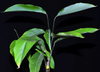 Calathea rufibarba