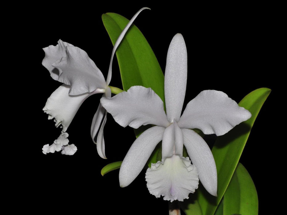 Cattleya Intermedia-Gigas f. alba