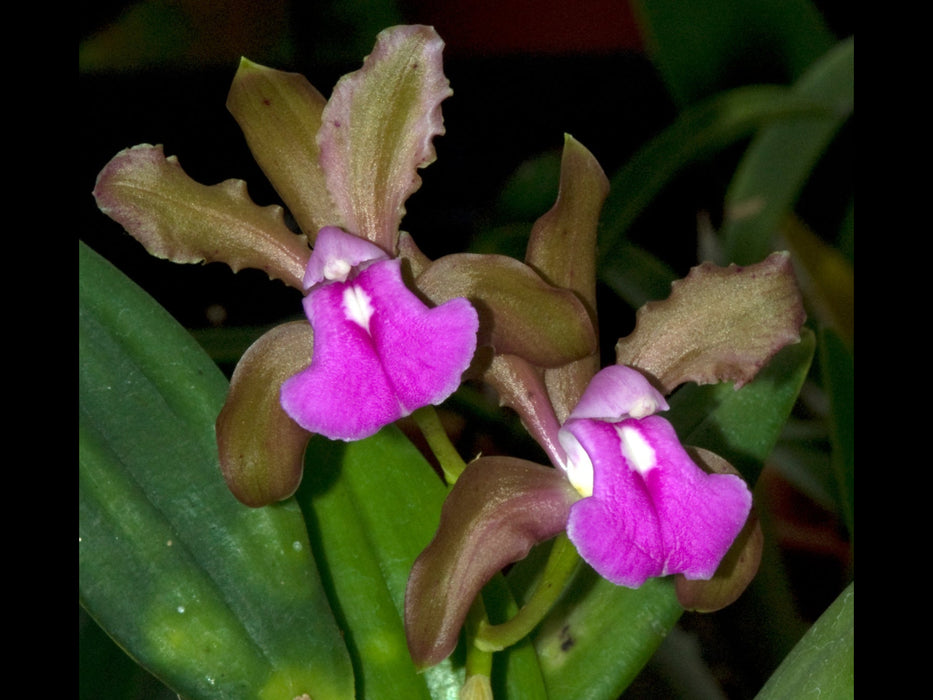 Cattleya bicolor