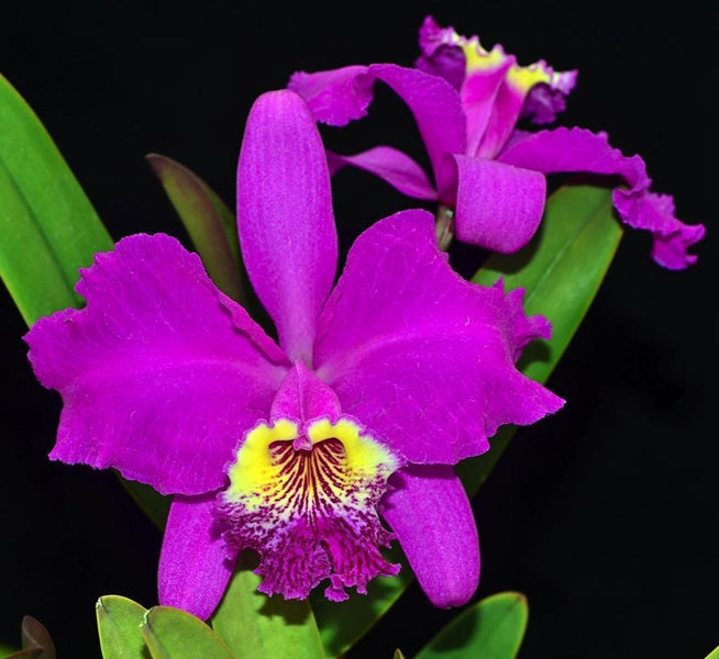 Cattleya lueddemanniana 'Cesar Fernandez' x 'Infierno