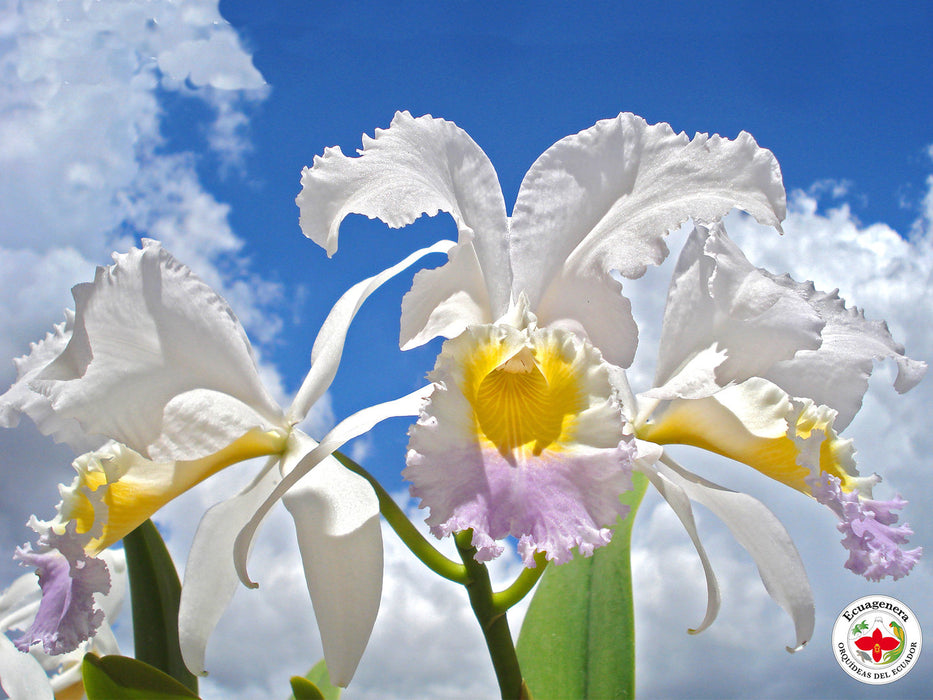 Cattleya mendelii 'Labios Azules' x 'La Bonita'