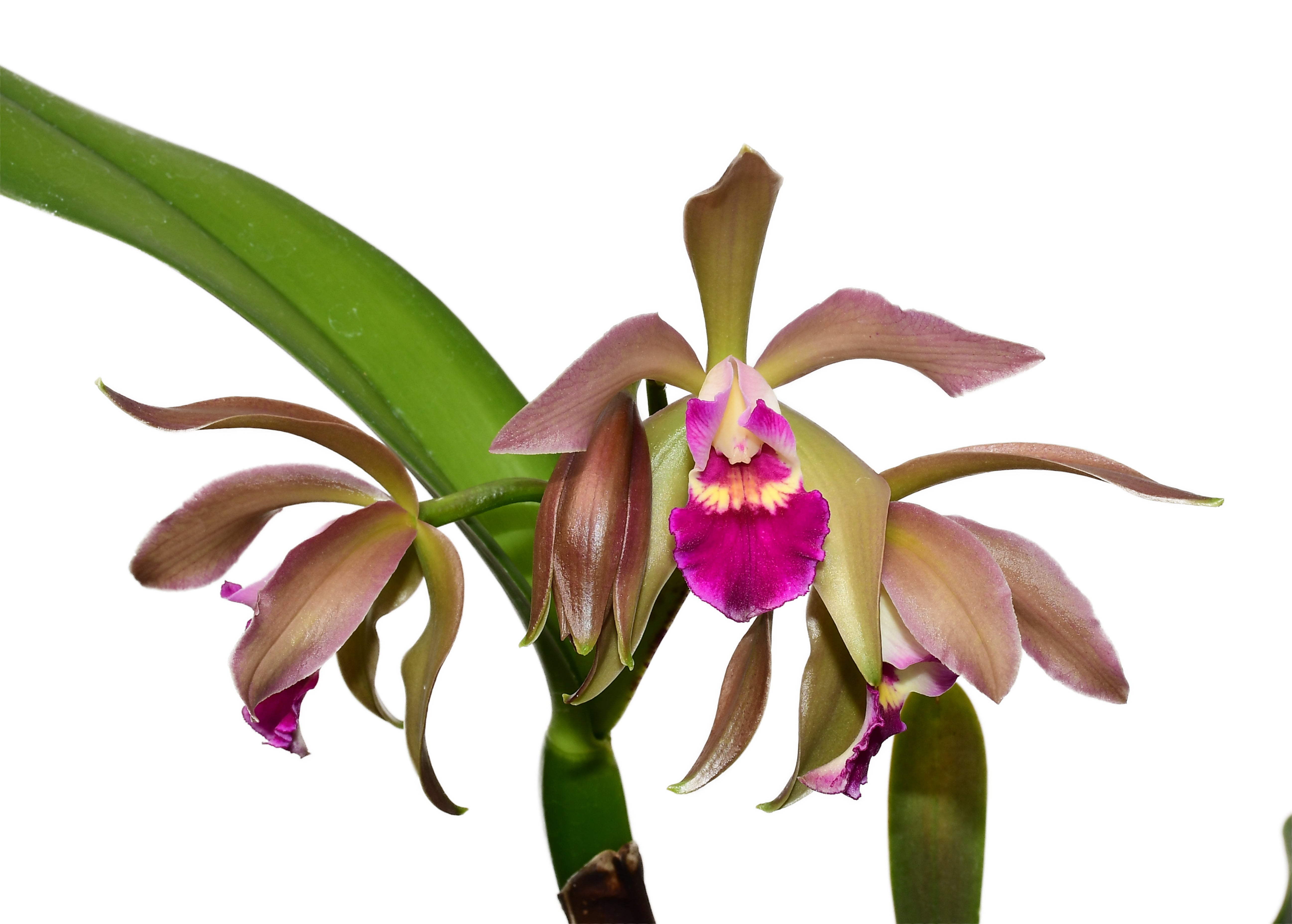 Cattleya Gigi Portilla - Multicolored Fragrant Hybrid | Ecuagenera