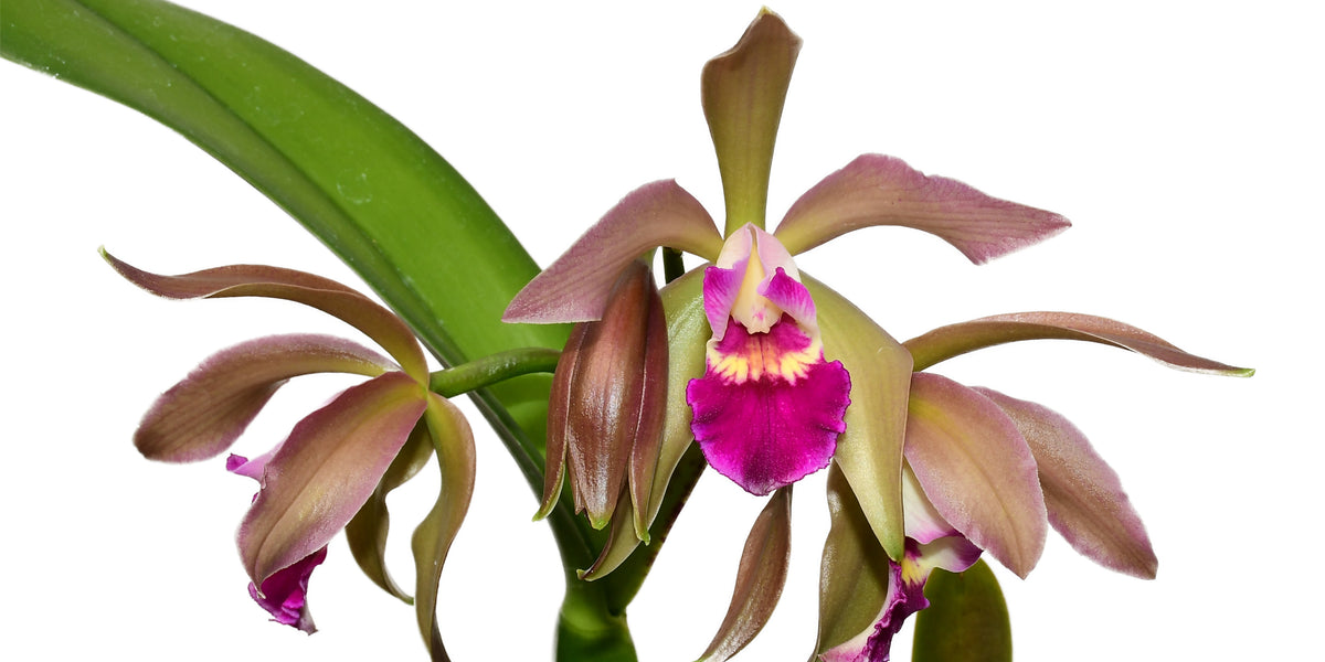 Cattleya Gigi Portilla - Multicolored Fragrant Hybrid | Ecuagenera