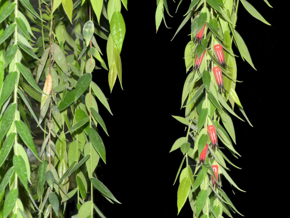 Ceratostema loucianae