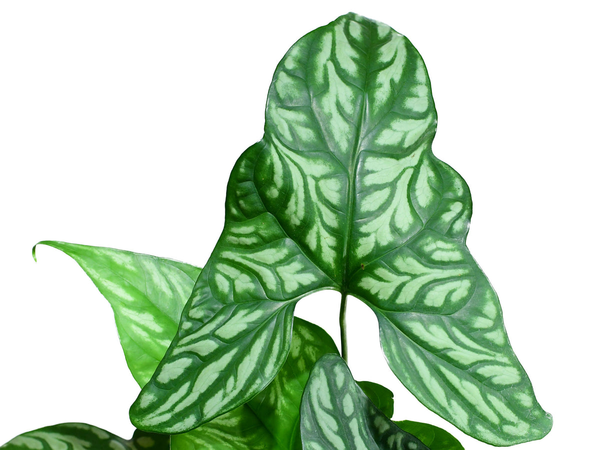 is cercestis mirabilis a philodendron Cercestis mirabilis