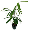 Chamaedorea elegans cf