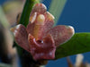 Maxillaria nardoides