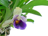 Warczewiczella discolor