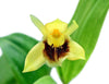 Coelogyne fimbriata