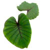 Colocasia Pharaoh's Mask