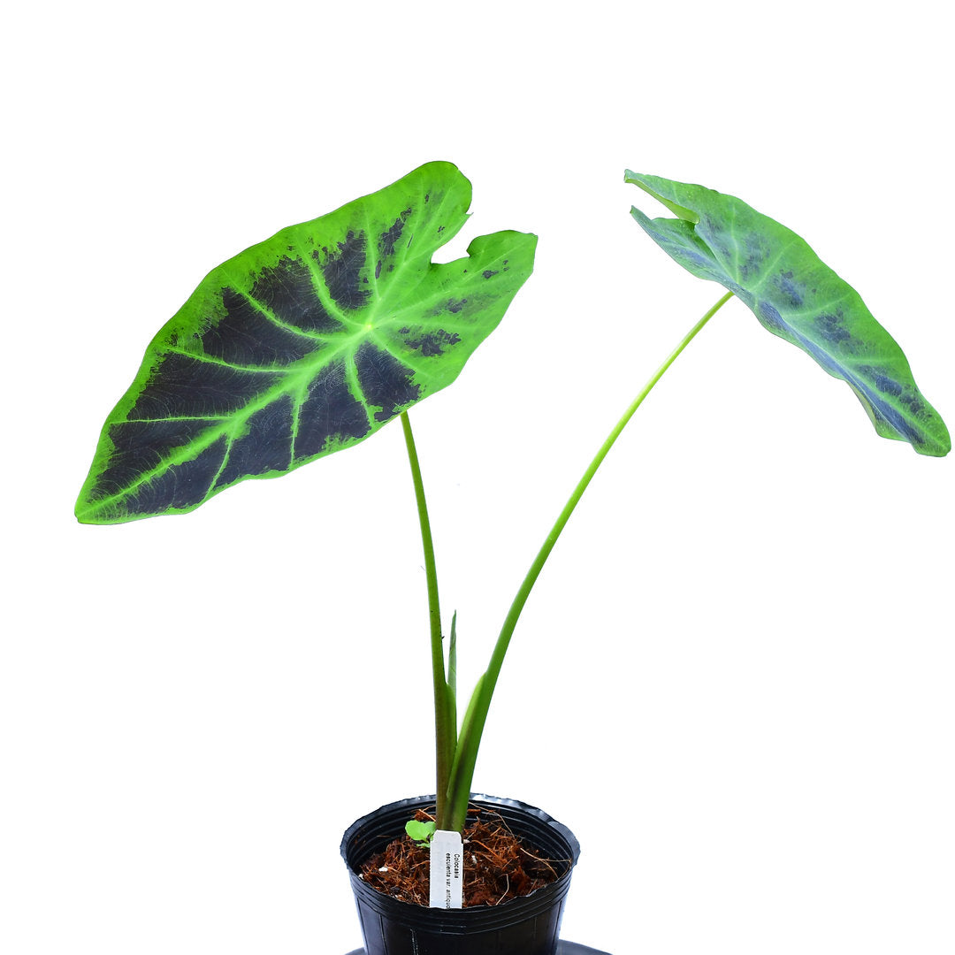 Colocasia esculenta var. antiquorum — Ecuagenera USA Corp
