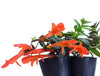 Columnea erythrophaea