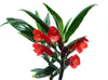 Columnea flexiflora