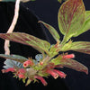 Columnea spathulata