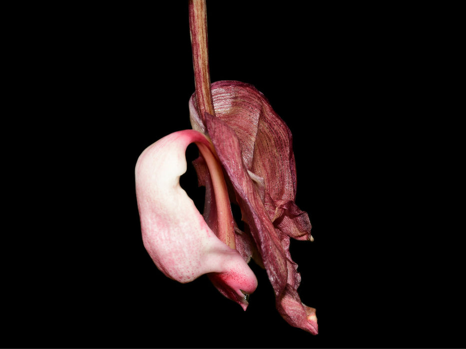 Coryhopea Ecuagenera