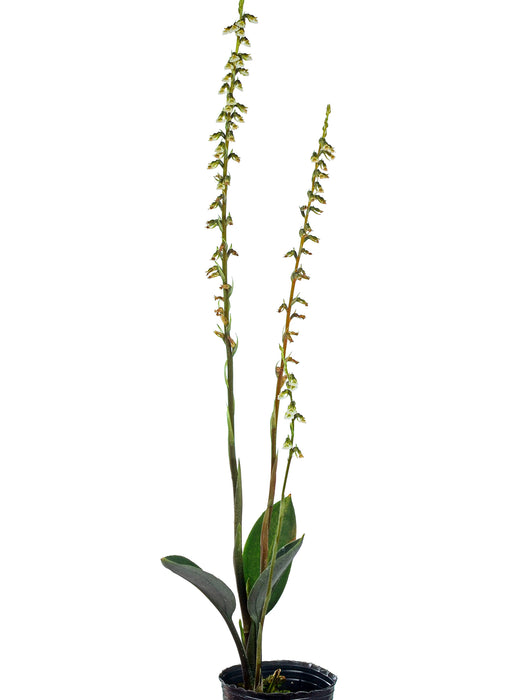 Cyclopogon lindleyanum