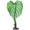 Philodendron plowmanii var citrus