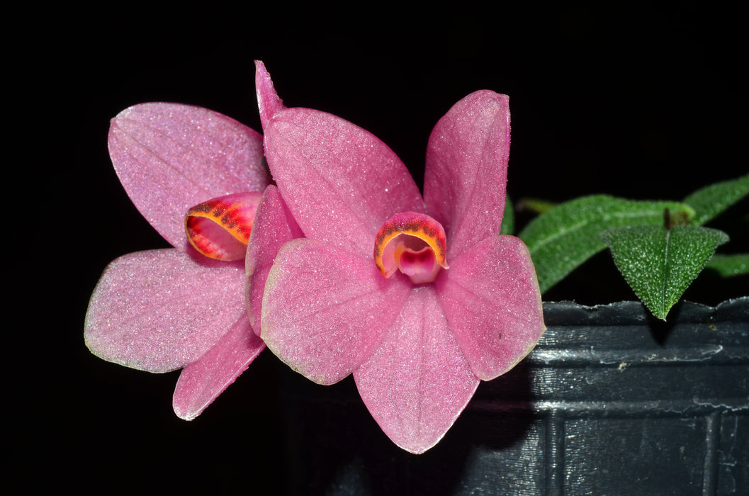 Dendrobium Aussie's Hi-Lo pink