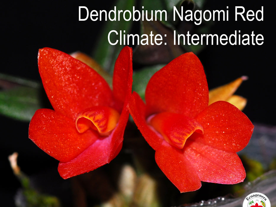Dendrobium Nagomi red