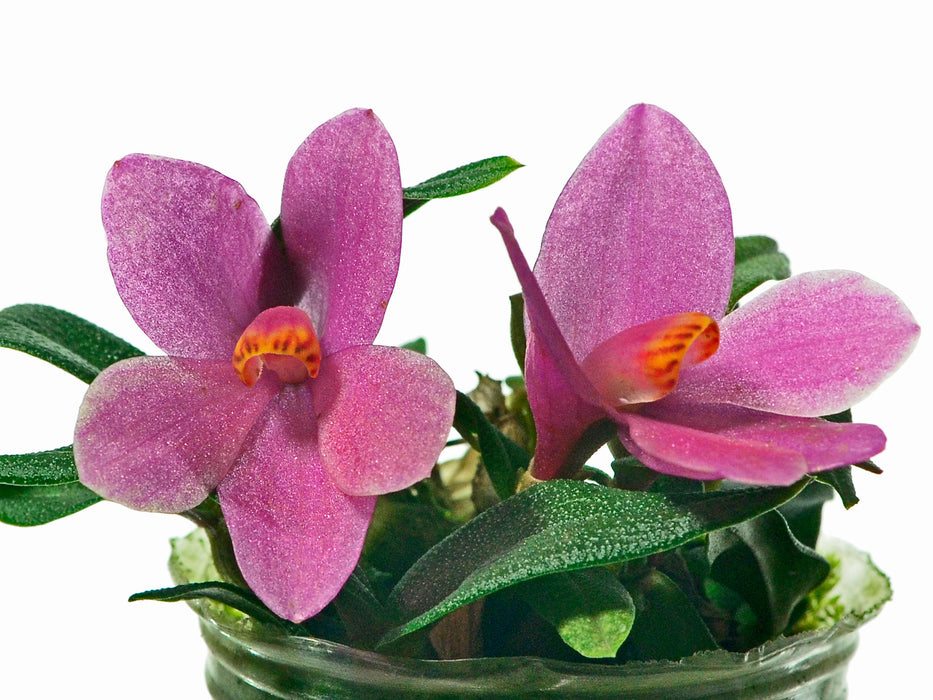 Dendrobium Nagomi pink
