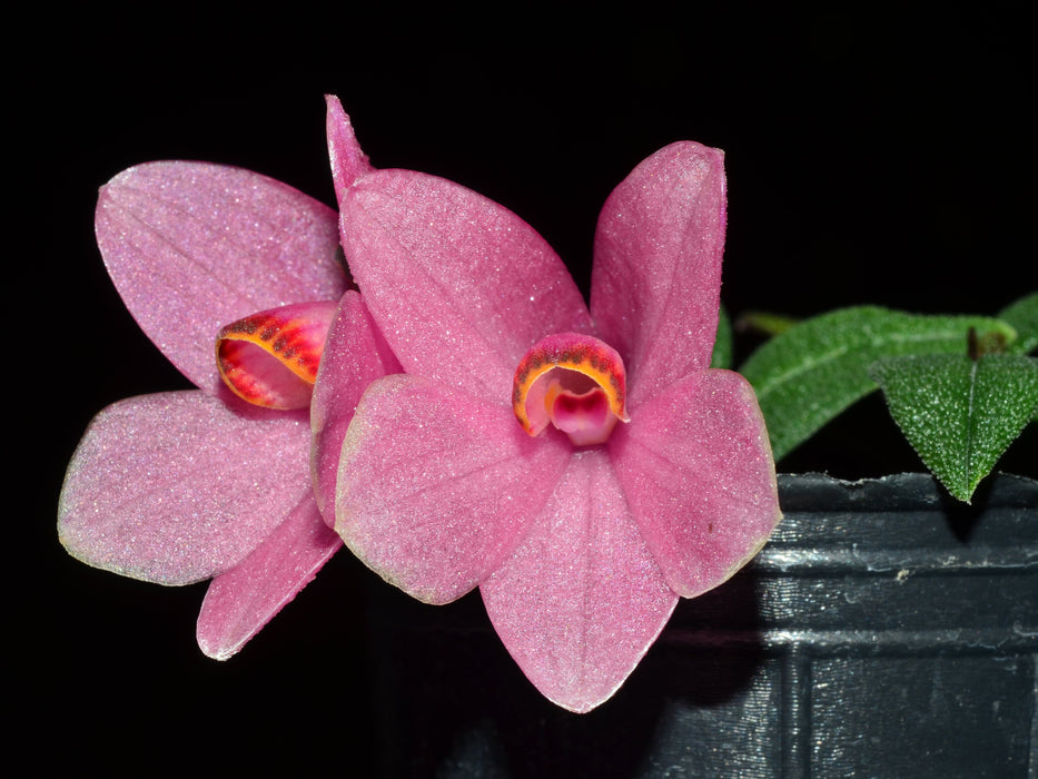 Dendrobium Aussie's Hi-Lo f. pink