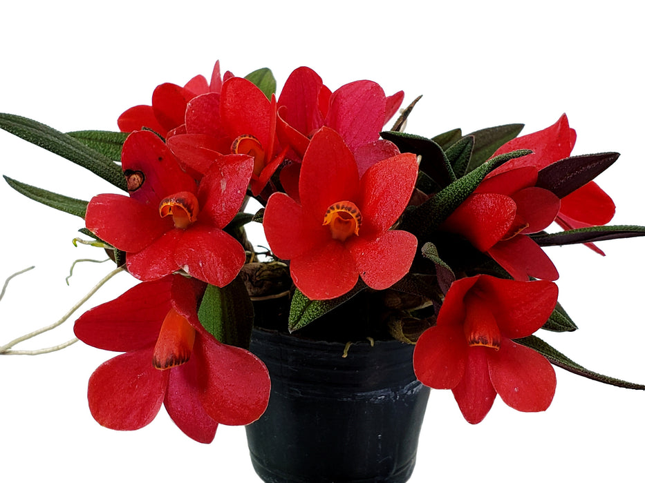 Dendrobium Aussie's Hi-Lo