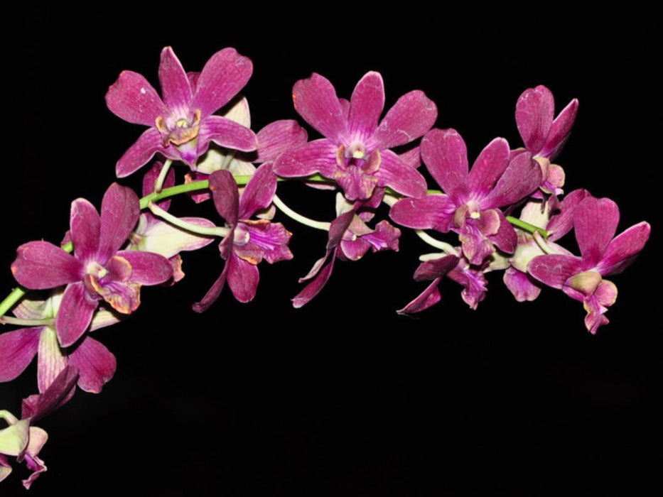 Dendrobium Ecuagenera Dream