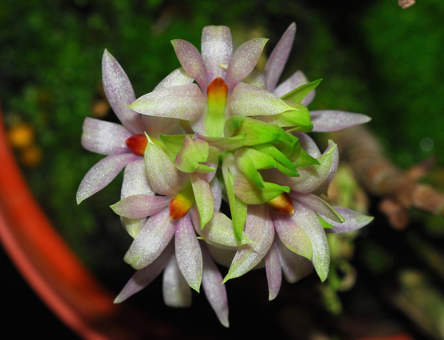 Dendrobium Tannii