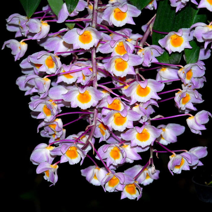 Dendrobium amabile 4N