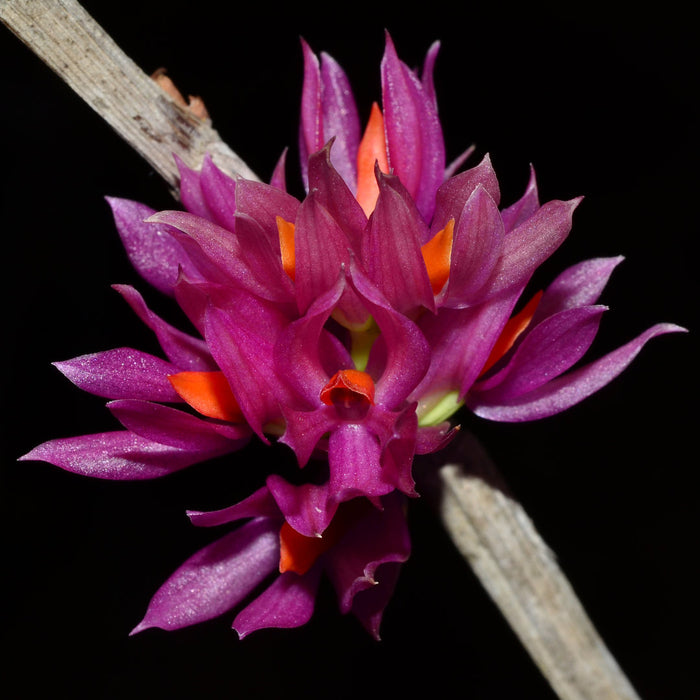 Dendrobium bracteosum new Sulawesi