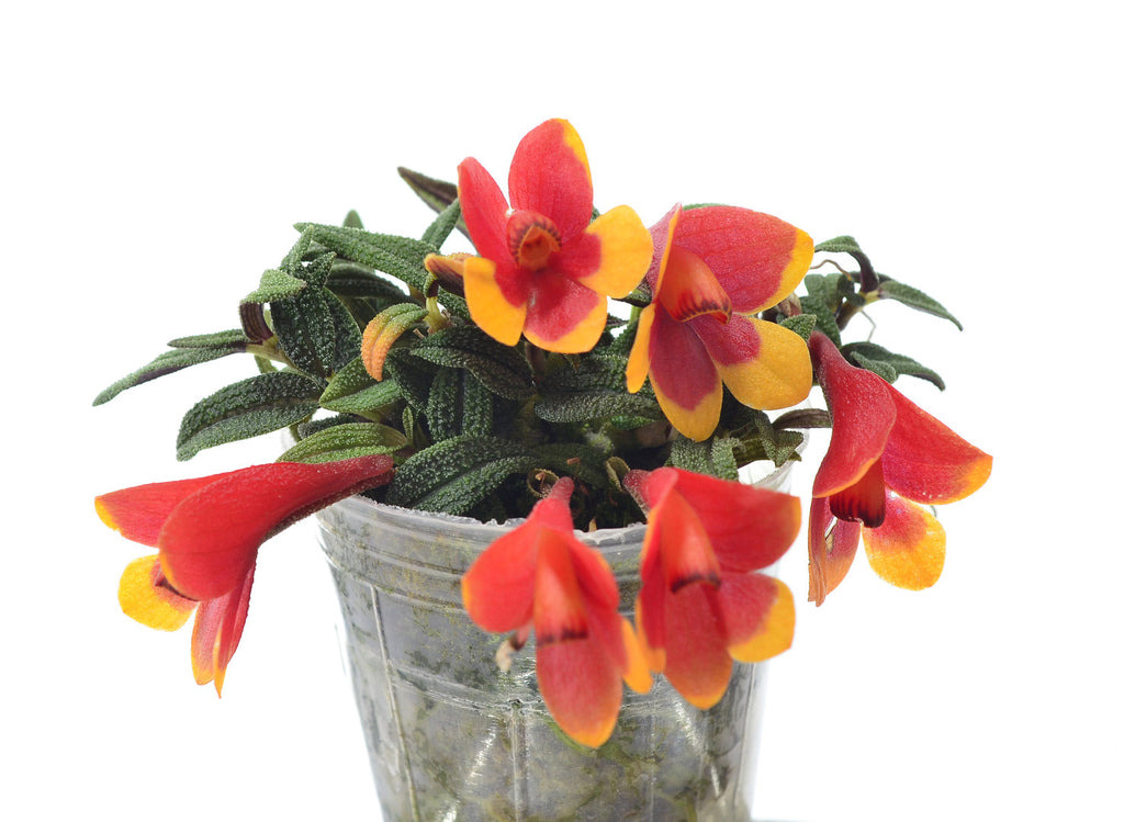 Dendrobium_cuthbertsonii_orang