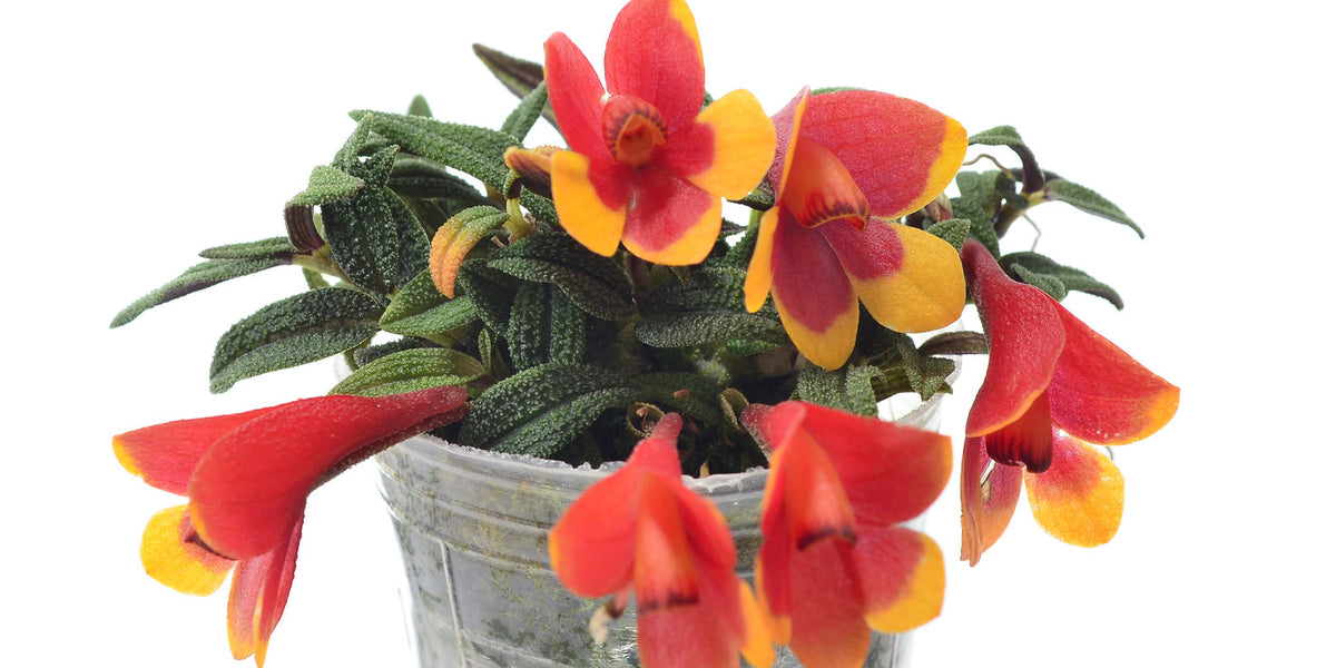 Dendrobium cuthbertsonii f. orange x f. red yellow 'Pepe