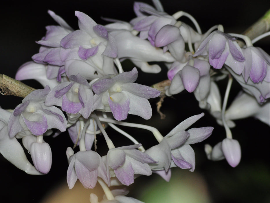 Dendrobium fairchildiae
