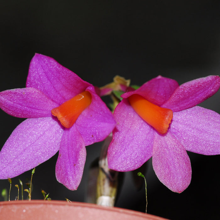 Dendrobium Mtn's Butterfly Kisses