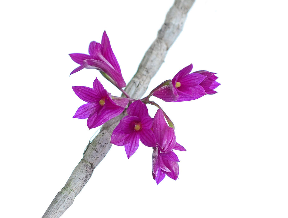 Dendrobium goldschmidtianum