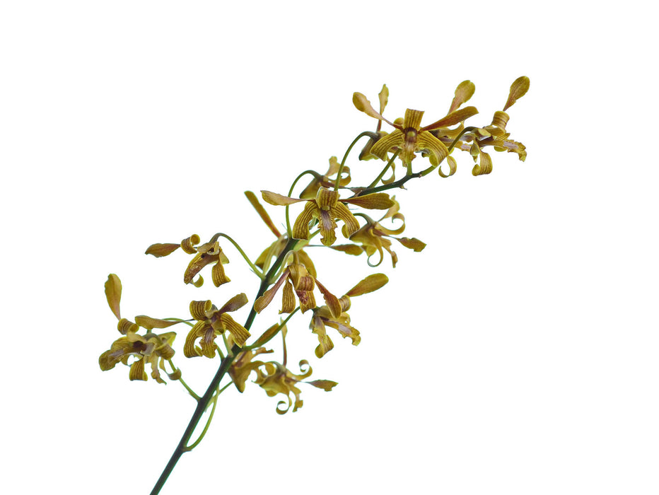 Dendrobium sylvanum