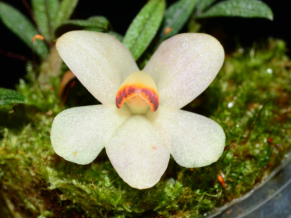 Dendrobium cuthbertsonii white x var pepe 002927