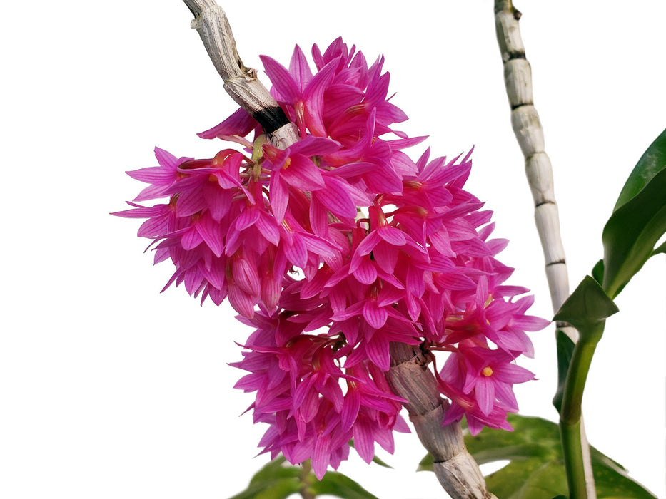 Dendrobium x usitae