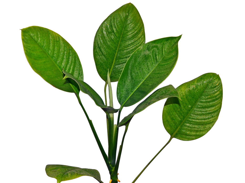 dieffenbachia bowmannii Dieffenbachia sp. bowmanii 1 — Ecuagenera USA Corp