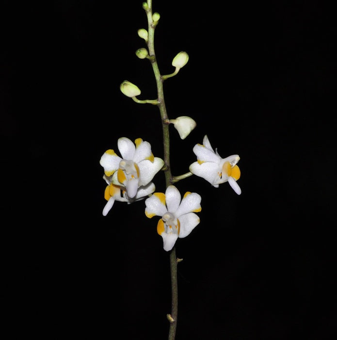 Phalaenopsis pulcherima var alba