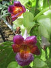 Drymonia chiribogana