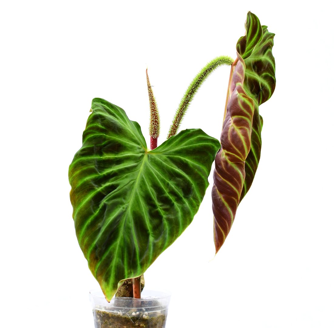 Philodendron verrucosum Fantasy  Ecuagenera USA Corp