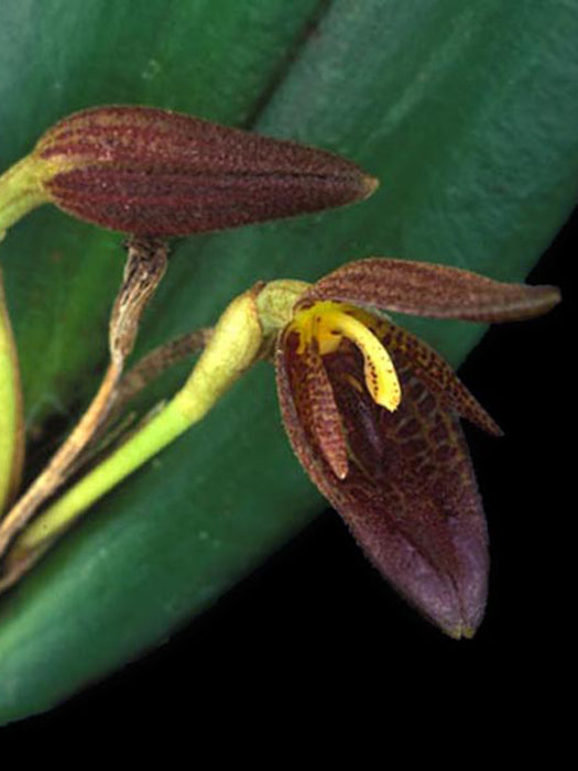 Echinosepala uncinata
